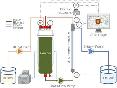 Anaerobic Conversion of Saline Phenol-Containing Wastewater Under Thermophilic Conditions in a Membrane Bioreactor